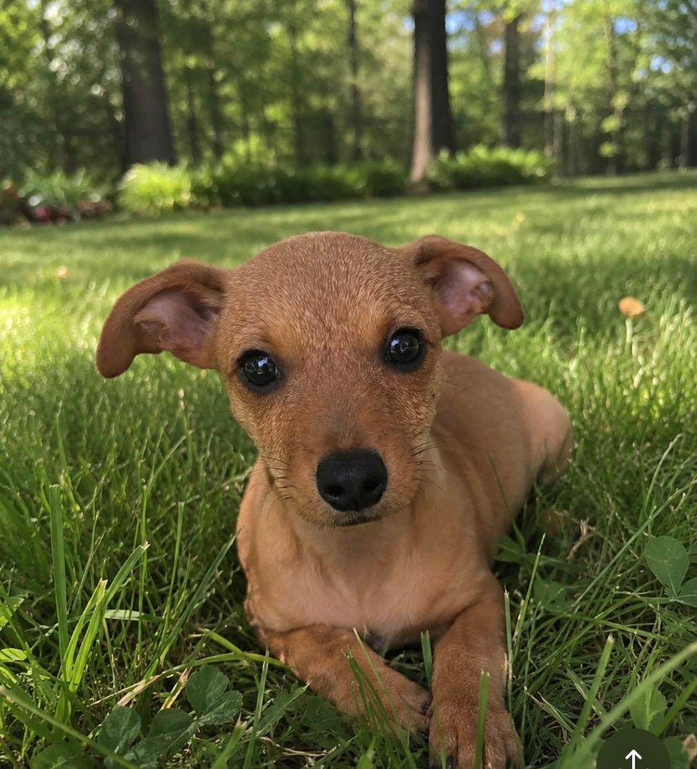 Enlarge Grocery Jazz, ADOPTION PENDING! :), an adopted mixed breed in Armada, MI image 1/5