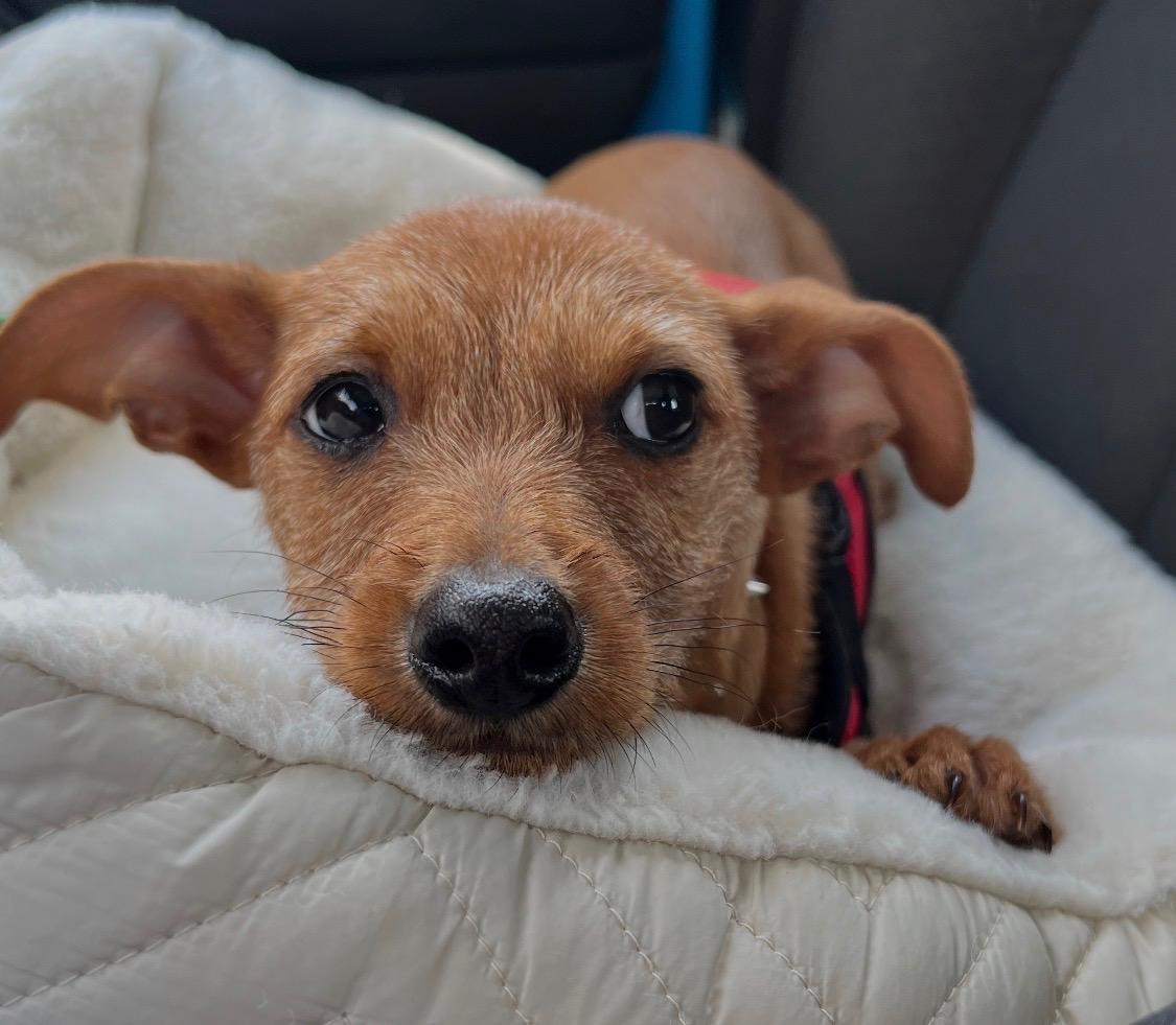 Enlarge Grocery Jazz, ADOPTION PENDING! :), an adopted mixed breed in Armada, MI image 4/5