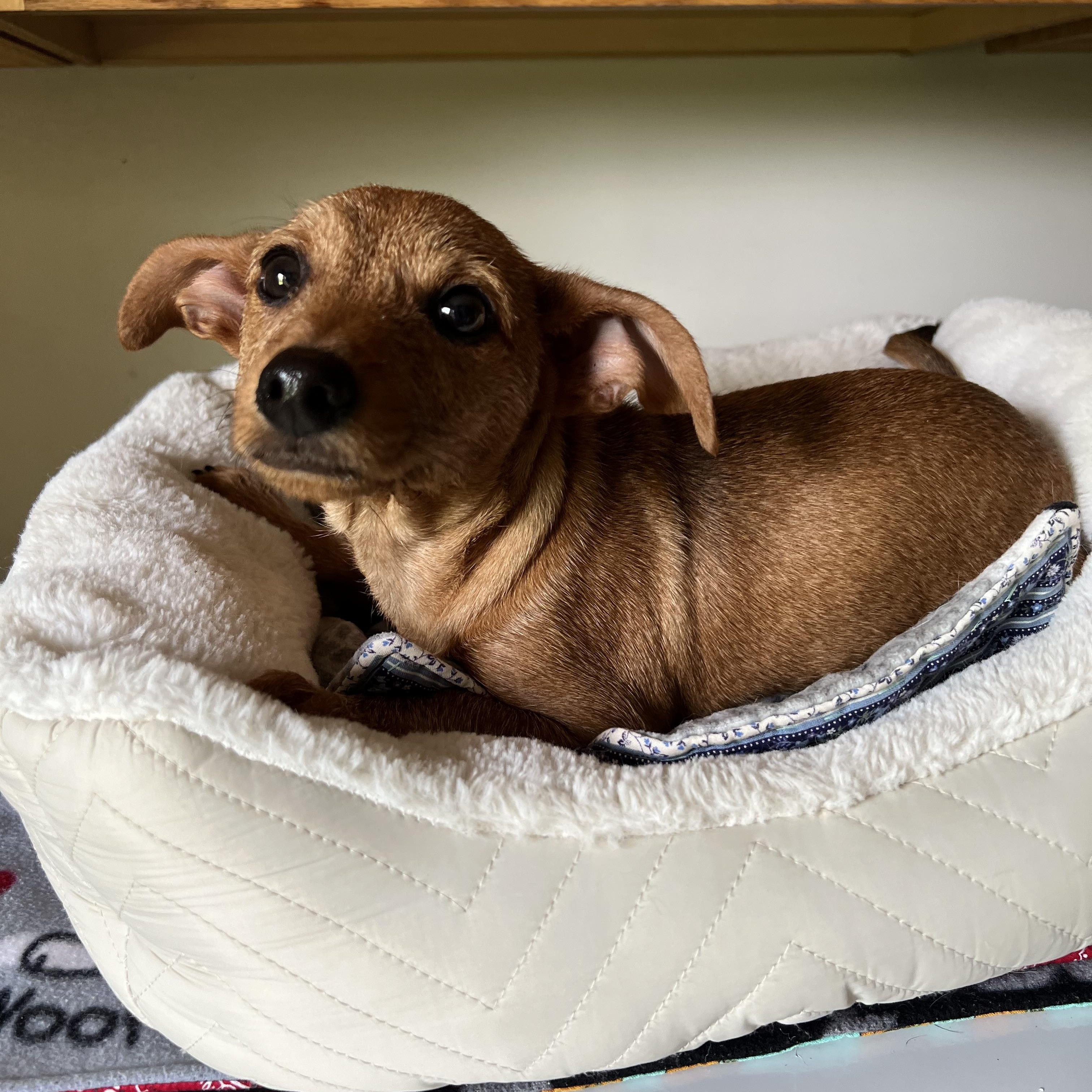Enlarge Grocery Jazz, ADOPTION PENDING! :), an adopted mixed breed in Armada, MI image 2/5