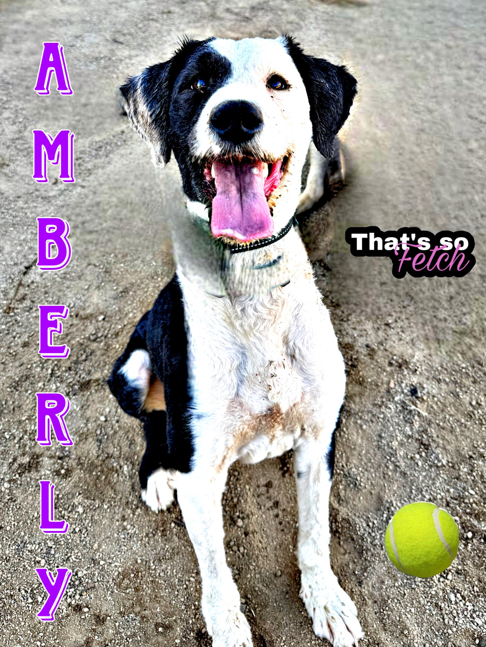 Enlarge AMBERLY, a ADOPTABLE mixed breed in Perris, CA image 1/4