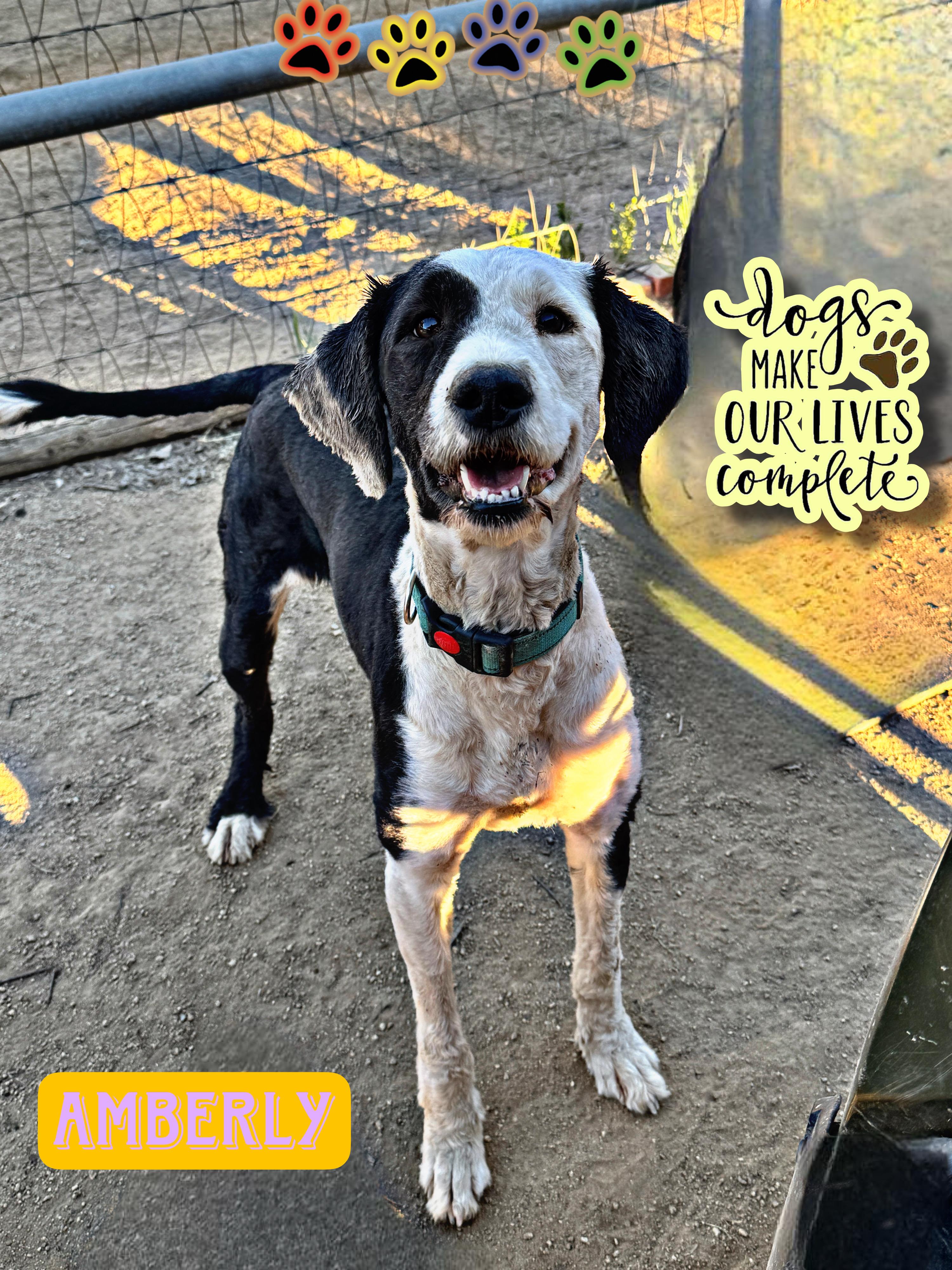 Enlarge AMBERLY, a ADOPTABLE mixed breed in Perris, CA image 3/4