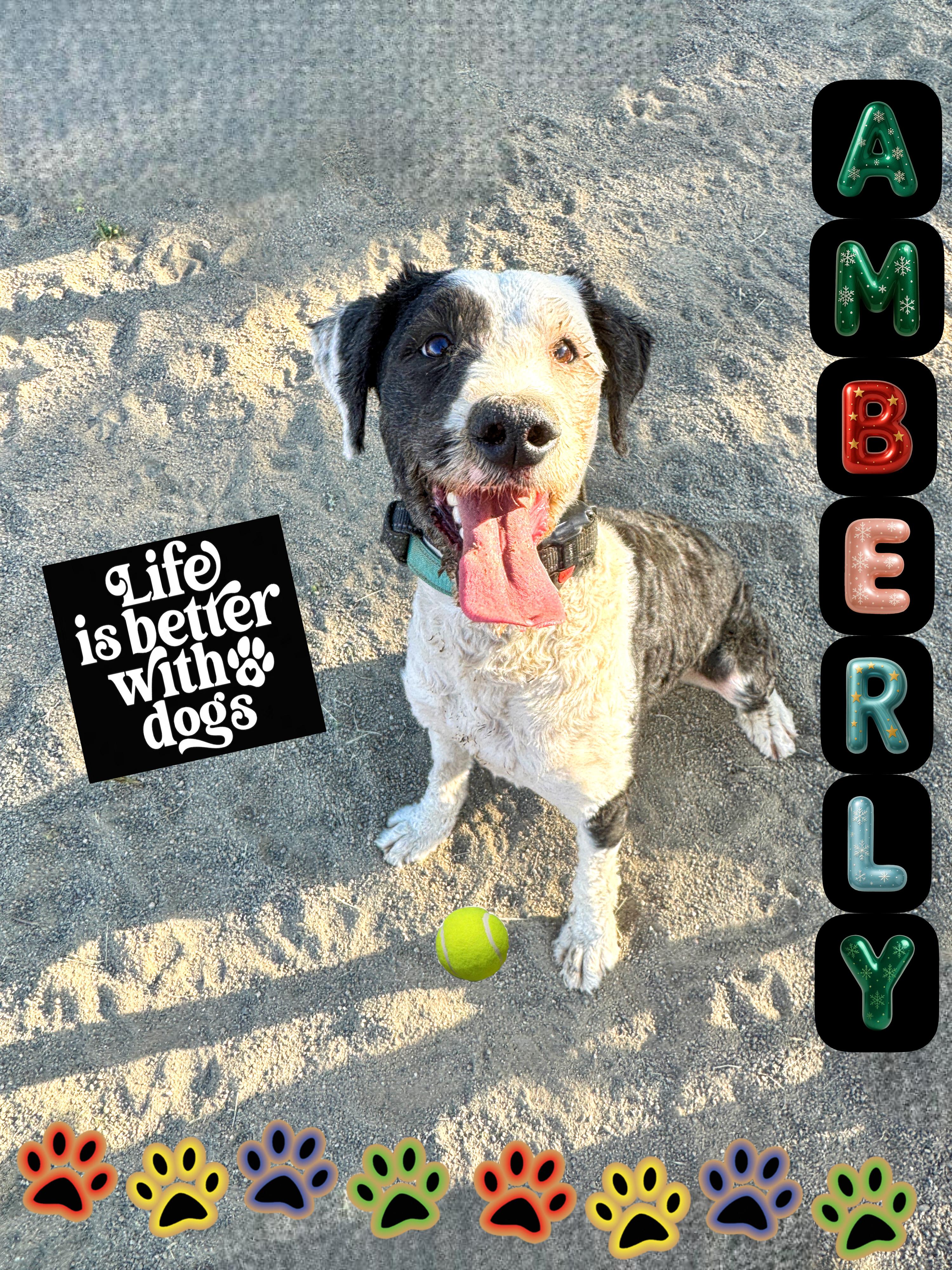 Enlarge AMBERLY, a ADOPTABLE mixed breed in Perris, CA image 2/4