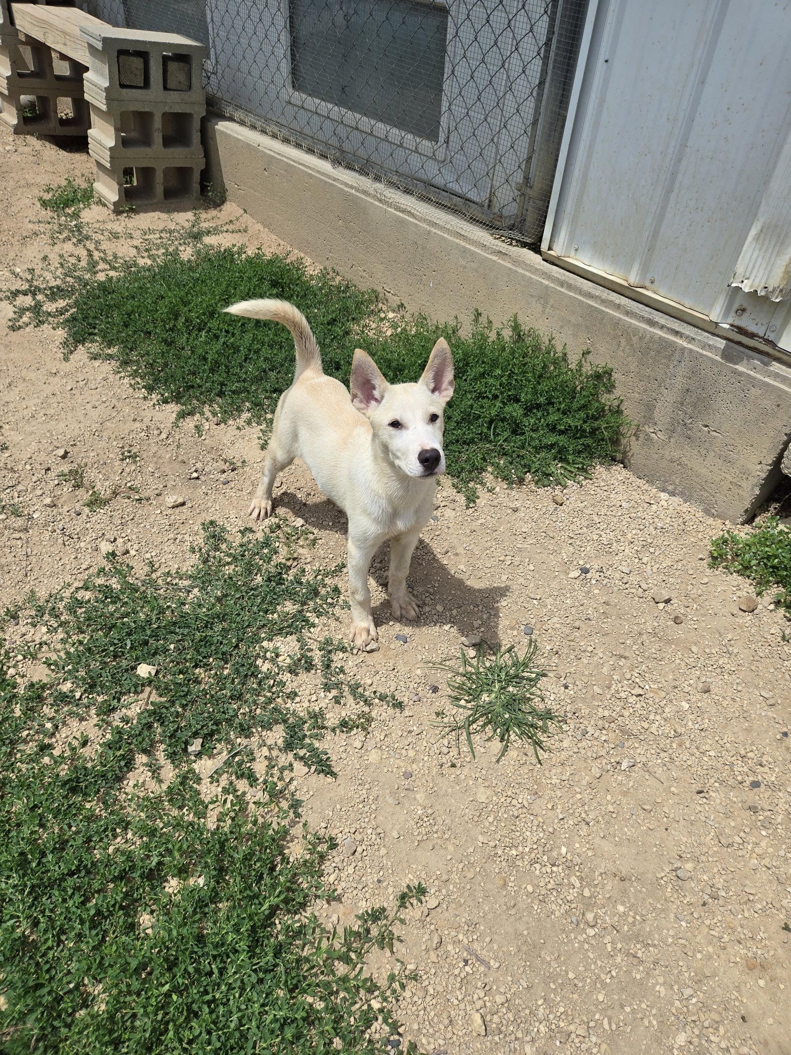 Enlarge Wolfie, a Adoptable Husky in Maquoketa, IA image 1/1