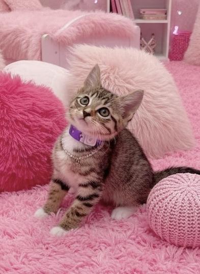 Darci, ADOPTABLE, Kitten Female Tabby.
