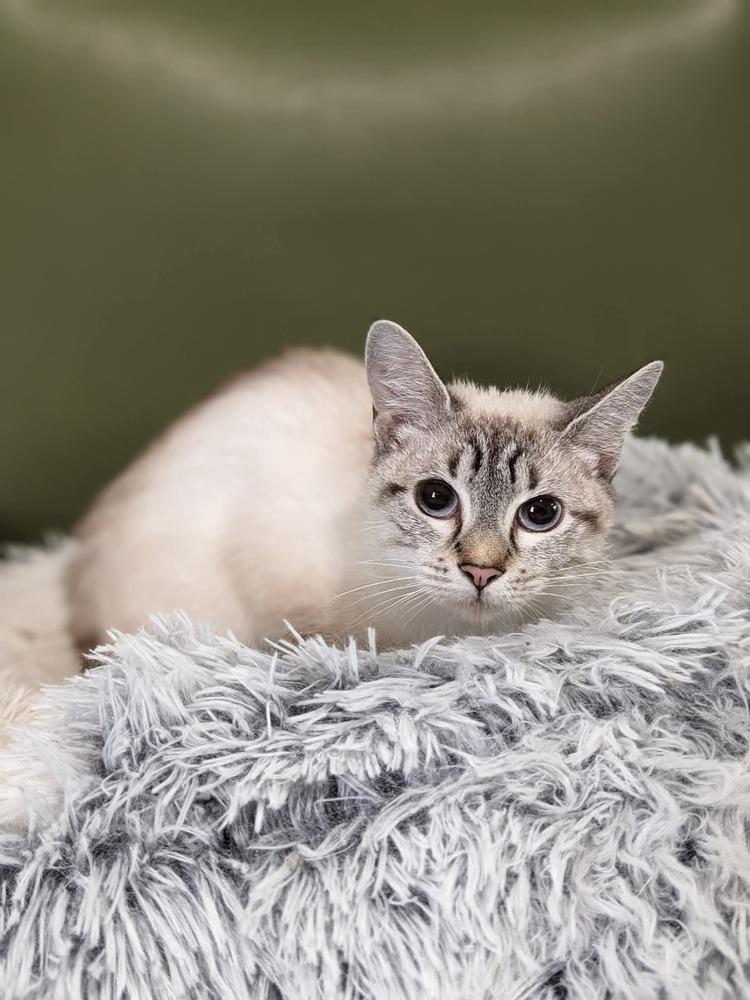 Bailey, Adoptable, Adult Female Siamese.