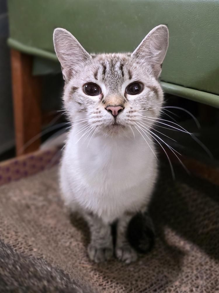 Bailey, a Adoptable Siamese in Lewisburg, TN image 2/2