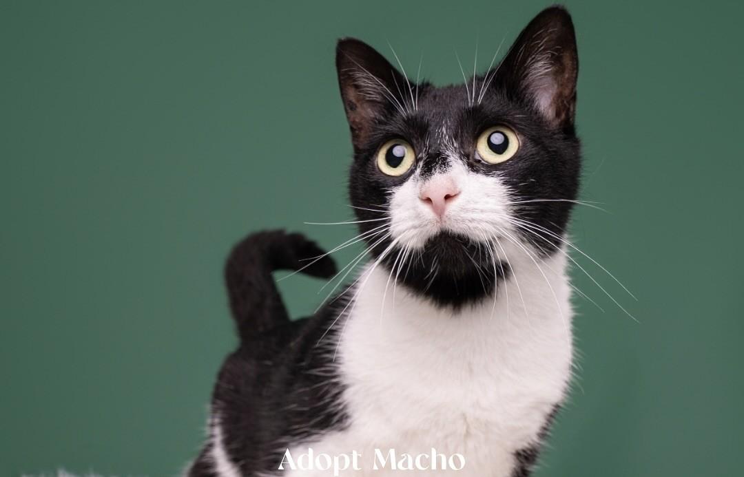 Macho, a Adoptable Domestic Short Hair in Burgaw, NC image 1/2
