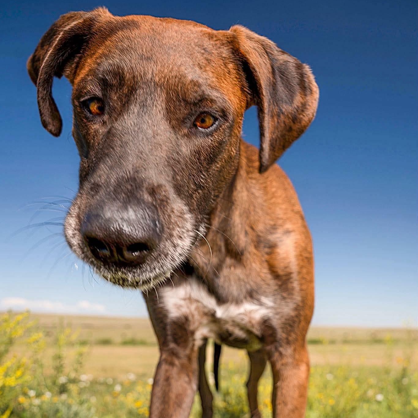 Scuttlebutt, a ADOPTABLE mixed breed in Hugo, CO image 3/5