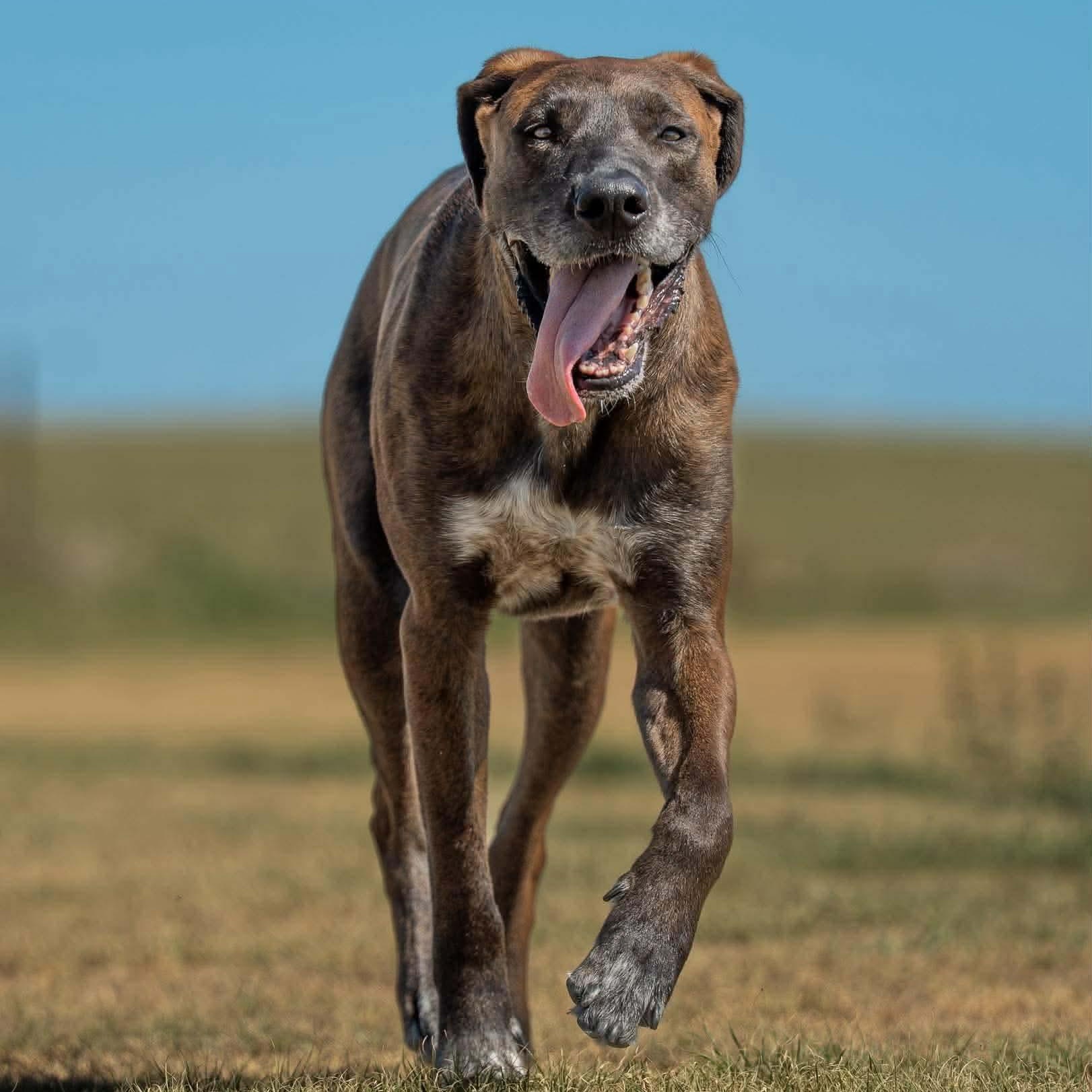 Scuttlebutt, a ADOPTABLE mixed breed in Hugo, CO image 4/5