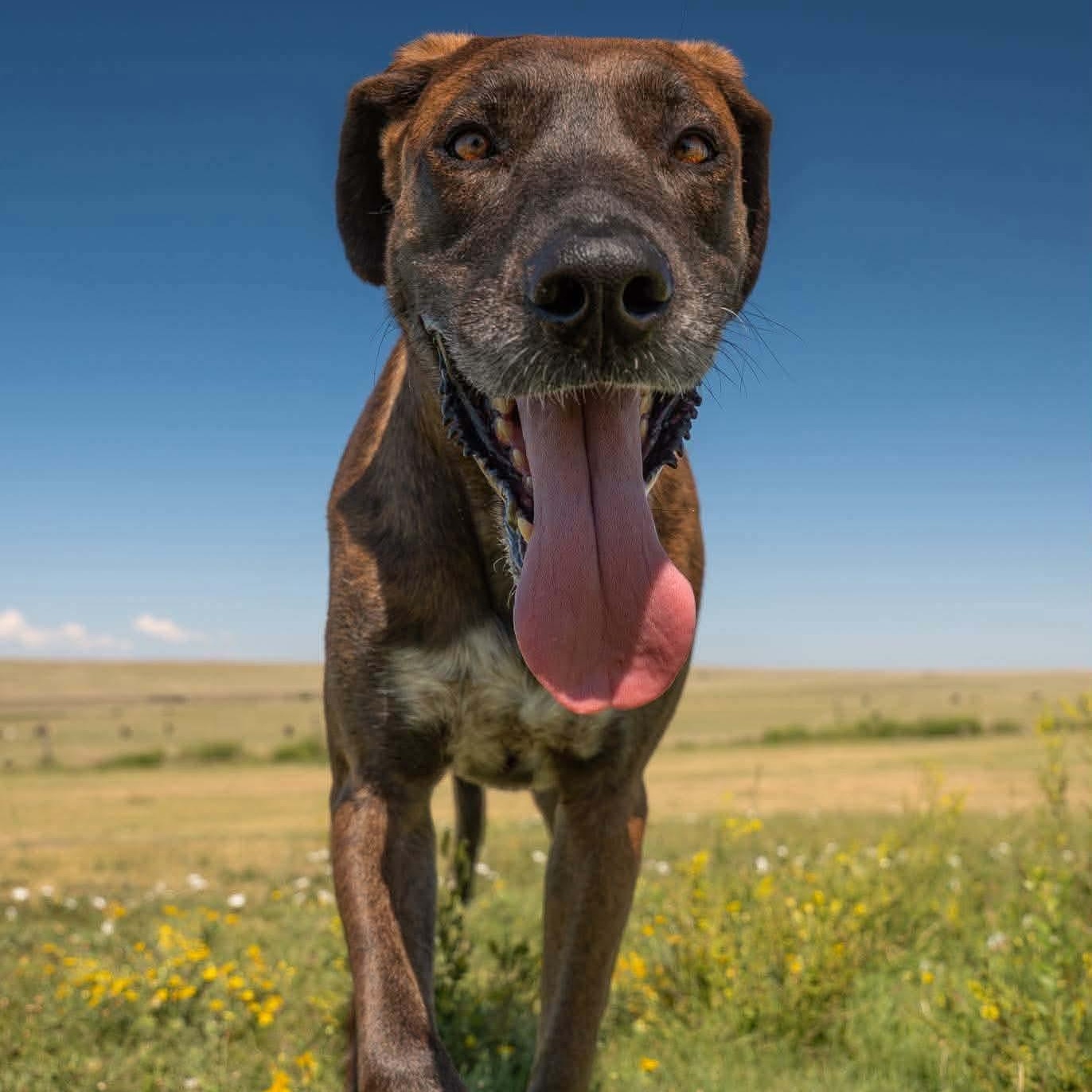 Scuttlebutt, a ADOPTABLE mixed breed in Hugo, CO image 1/5