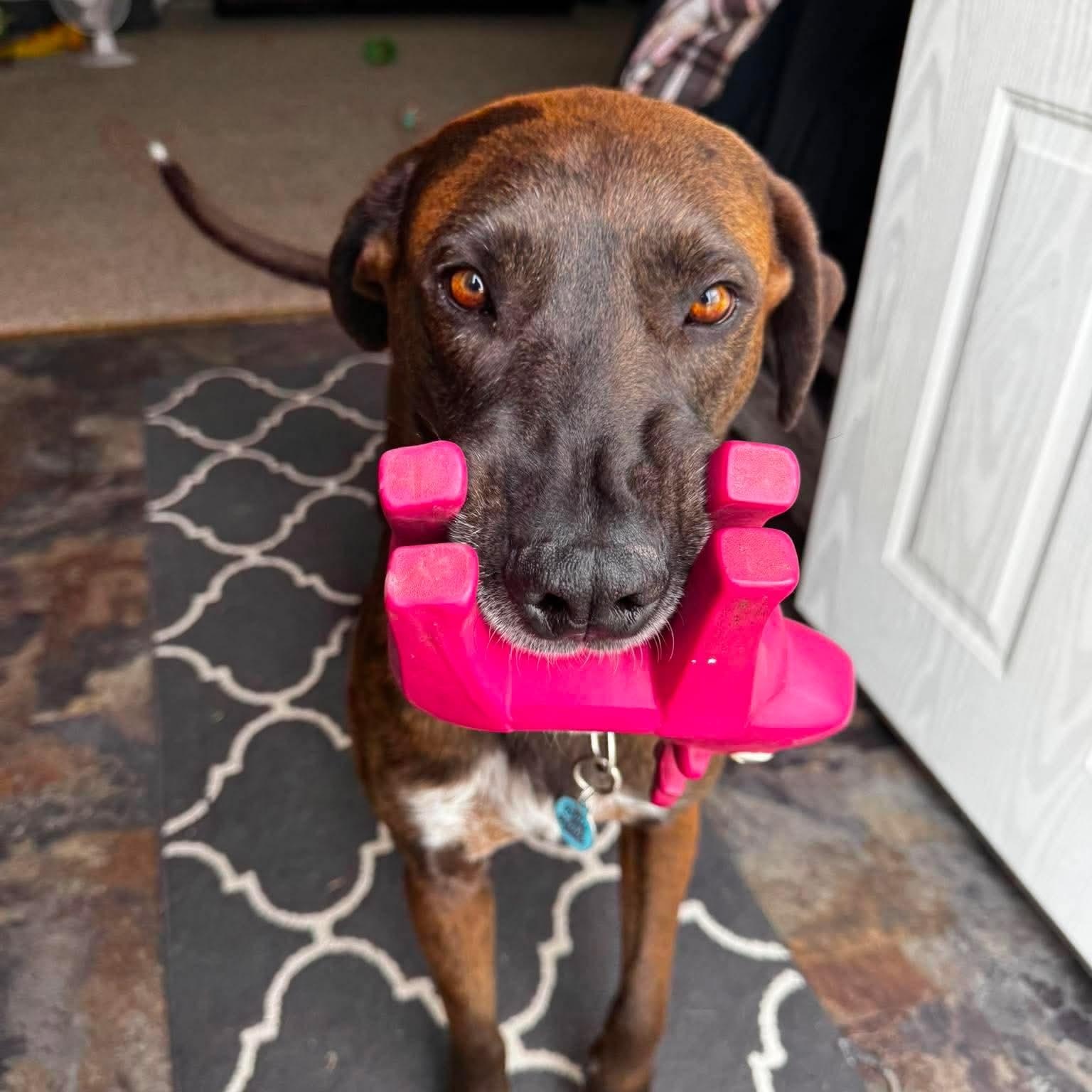 Scuttlebutt, a ADOPTABLE mixed breed in Hugo, CO image 2/5