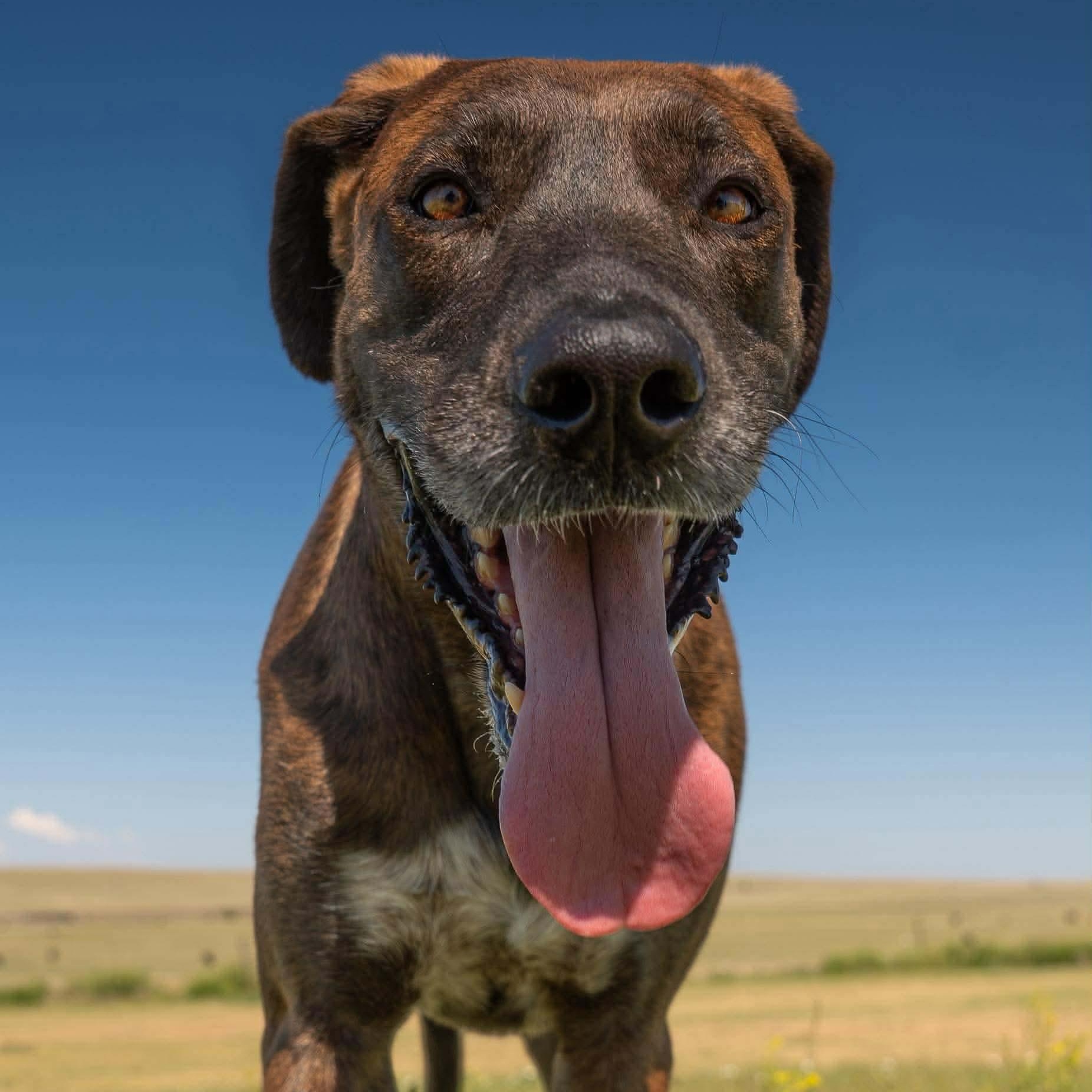 Scuttlebutt, a ADOPTABLE mixed breed in Hugo, CO image 5/5