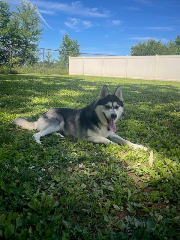Booger (in Foster), Adoptable, Young Male Siberian Husky & Pomeranian.