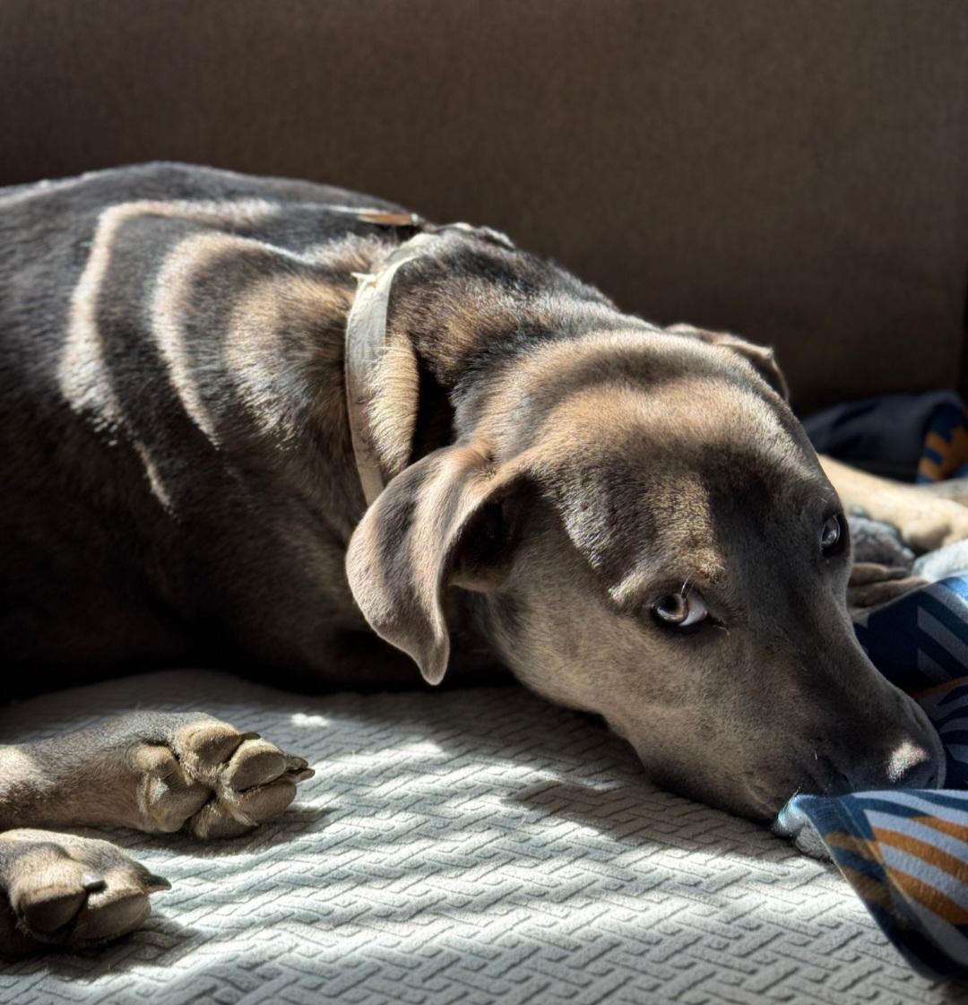 Enlarge Brooks, a Adoptable mixed breed in Roswell, GA image 2/3