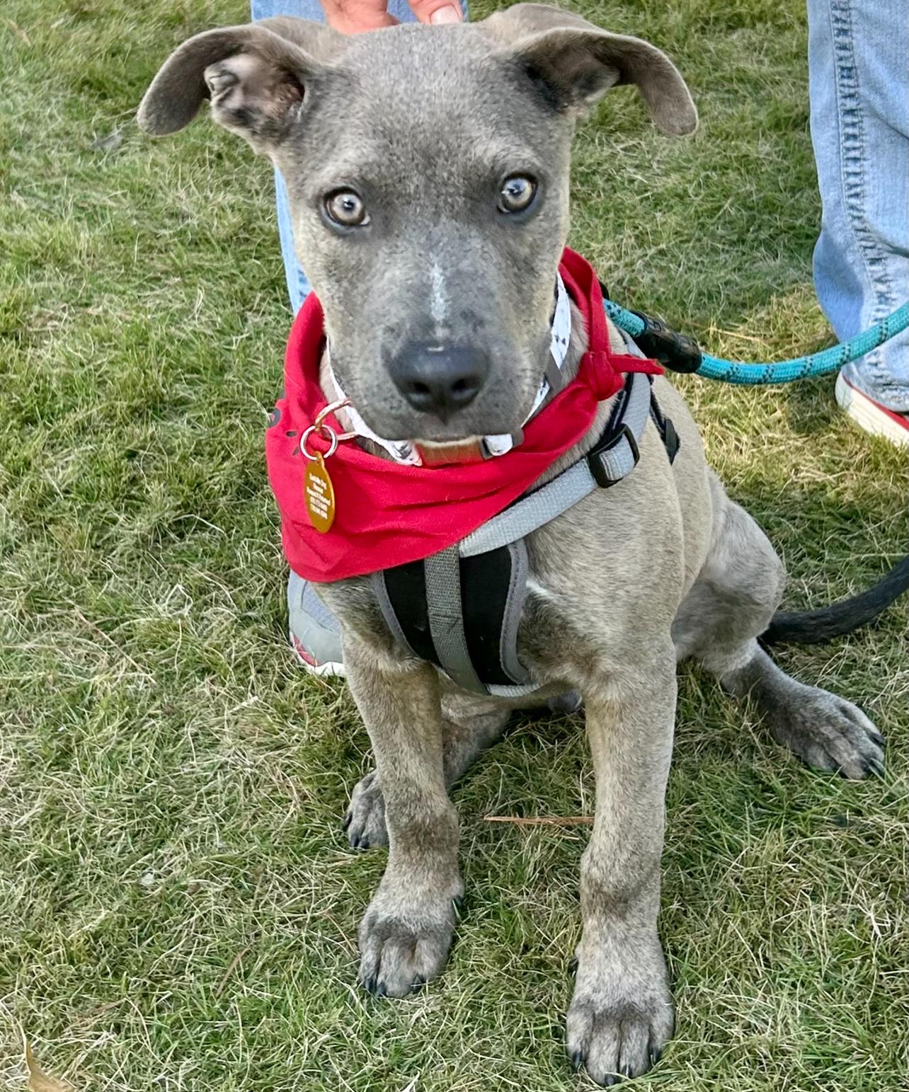 Enlarge Brooks, a Adoptable mixed breed in Roswell, GA image 2/3