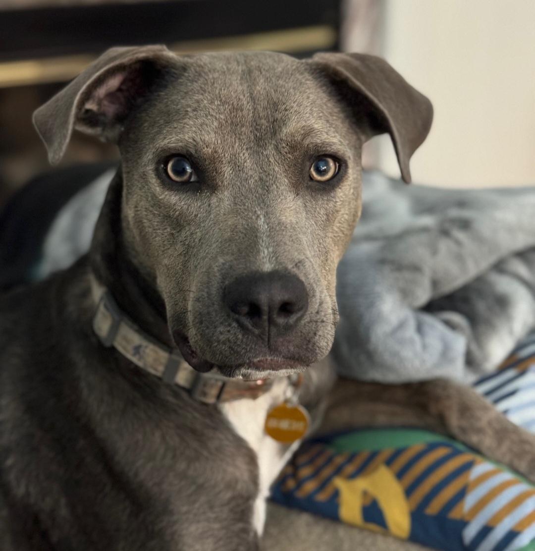 Brooks, Adoptable, Adult Male Pit Bull Terrier & Husky.