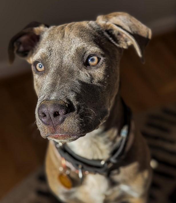Brooks, Adoptable, Adult Male Pit Bull Terrier & Husky.