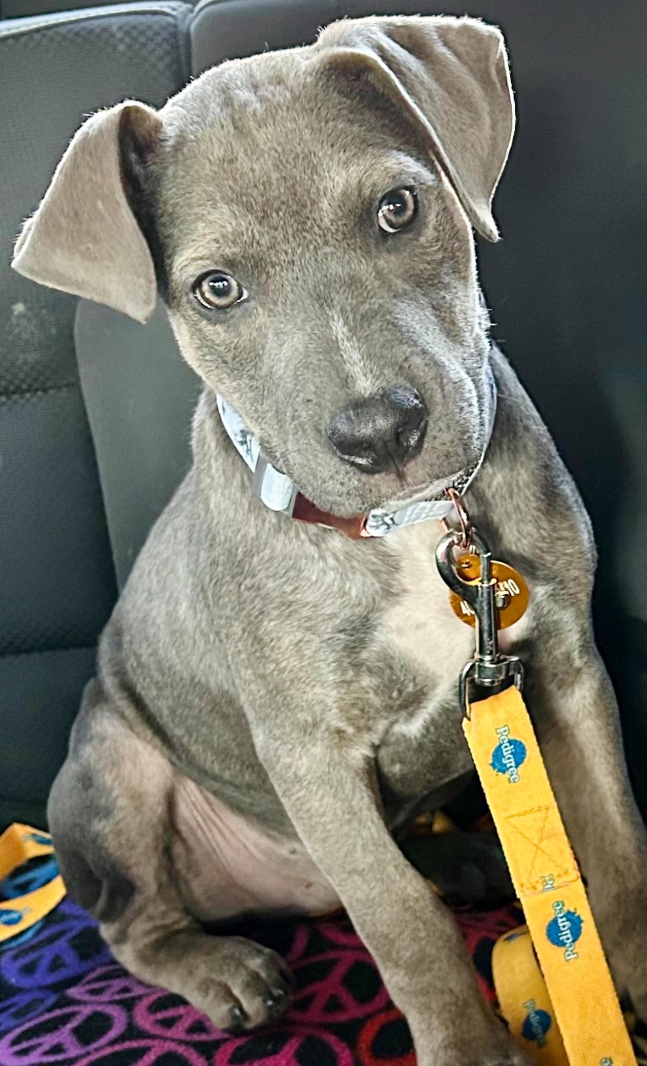 Enlarge Brooks, a Adoptable mixed breed in Roswell, GA image 3/3