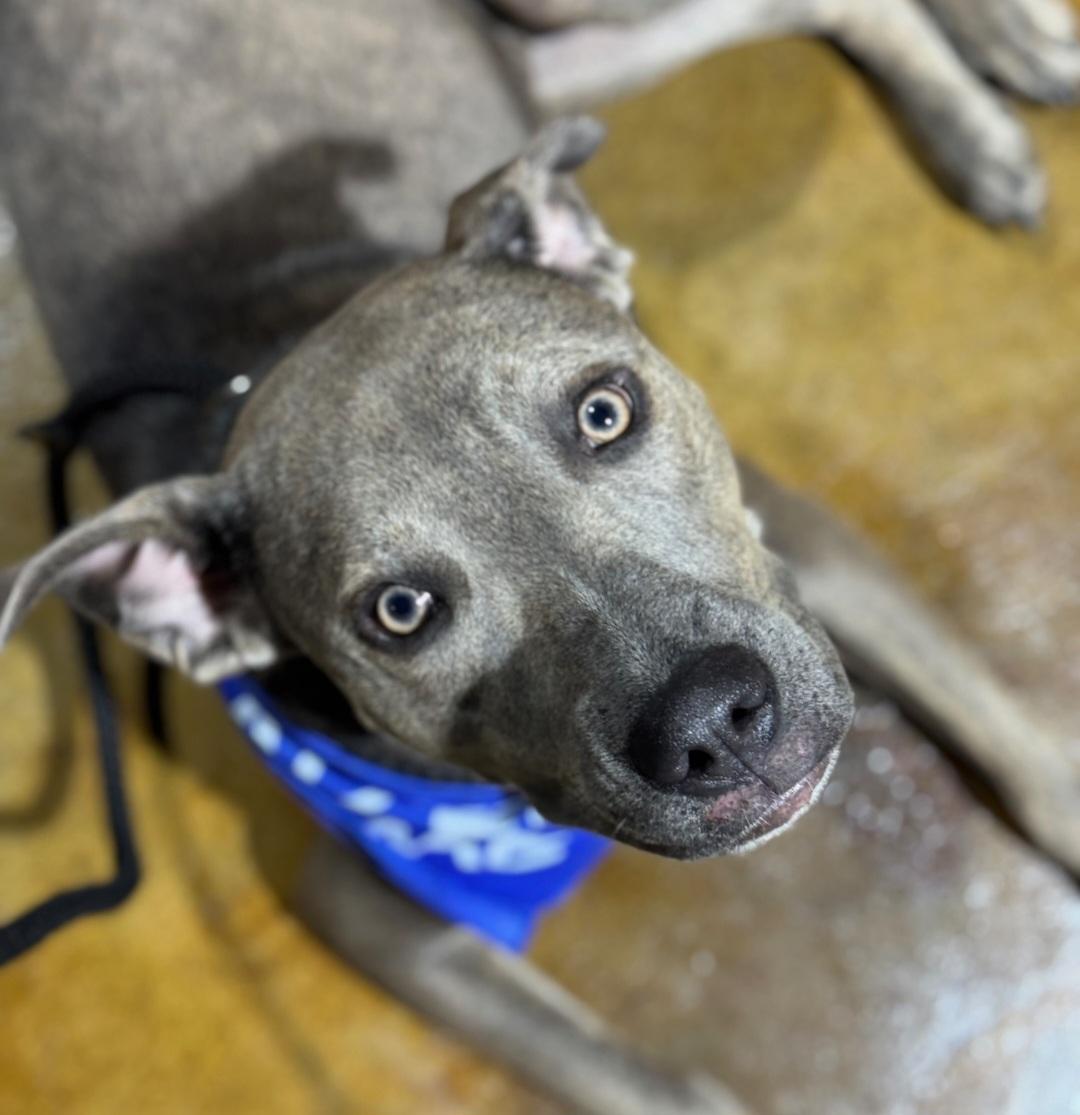 Enlarge Brooks, a Adoptable mixed breed in Roswell, GA image 3/3