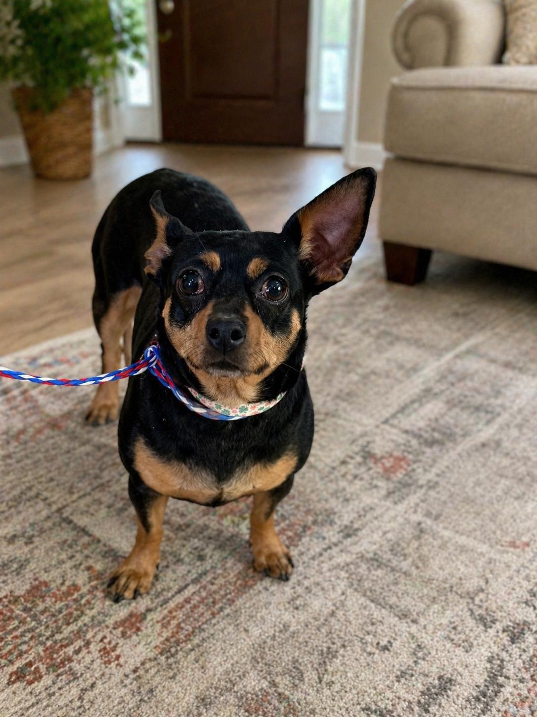 Zoey, ADOPTABLE, Adult Female Miniature Pinscher & Chihuahua.