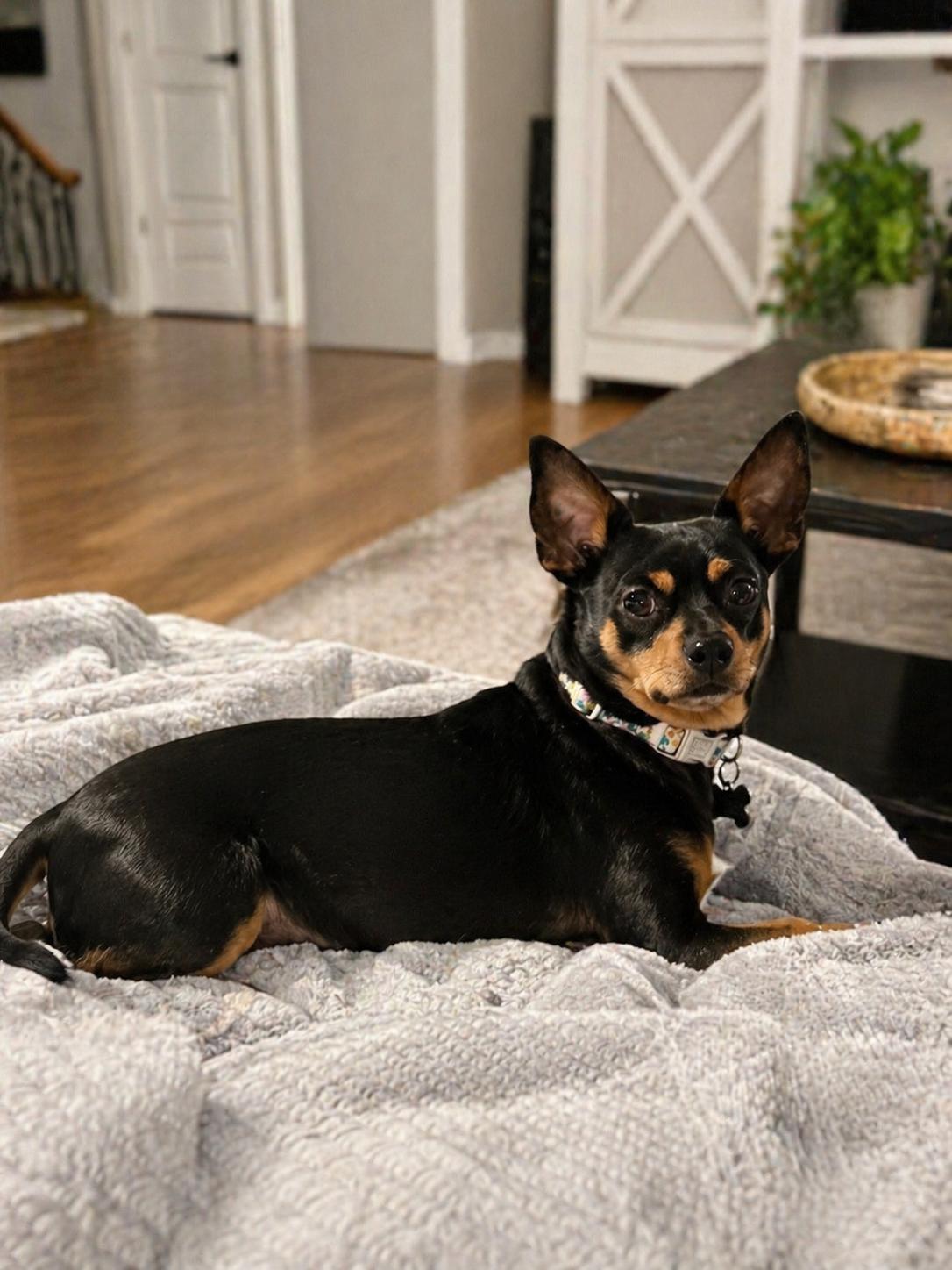 Enlarge Zoey, a ADOPTABLE mixed breed in Las Vegas, NV image 2/2