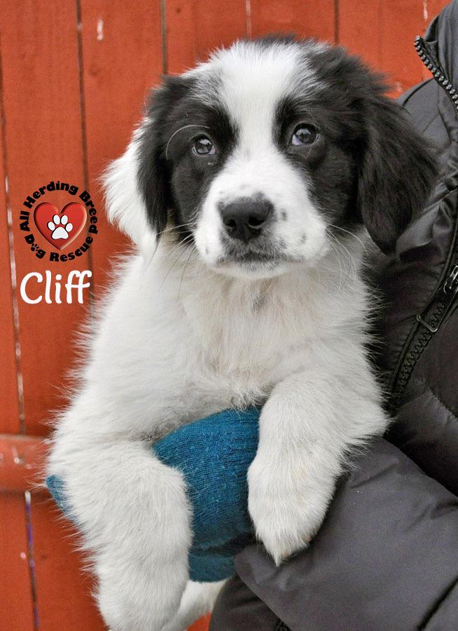 Cliff, Adoptable, Puppy Male Great Pyrenees.