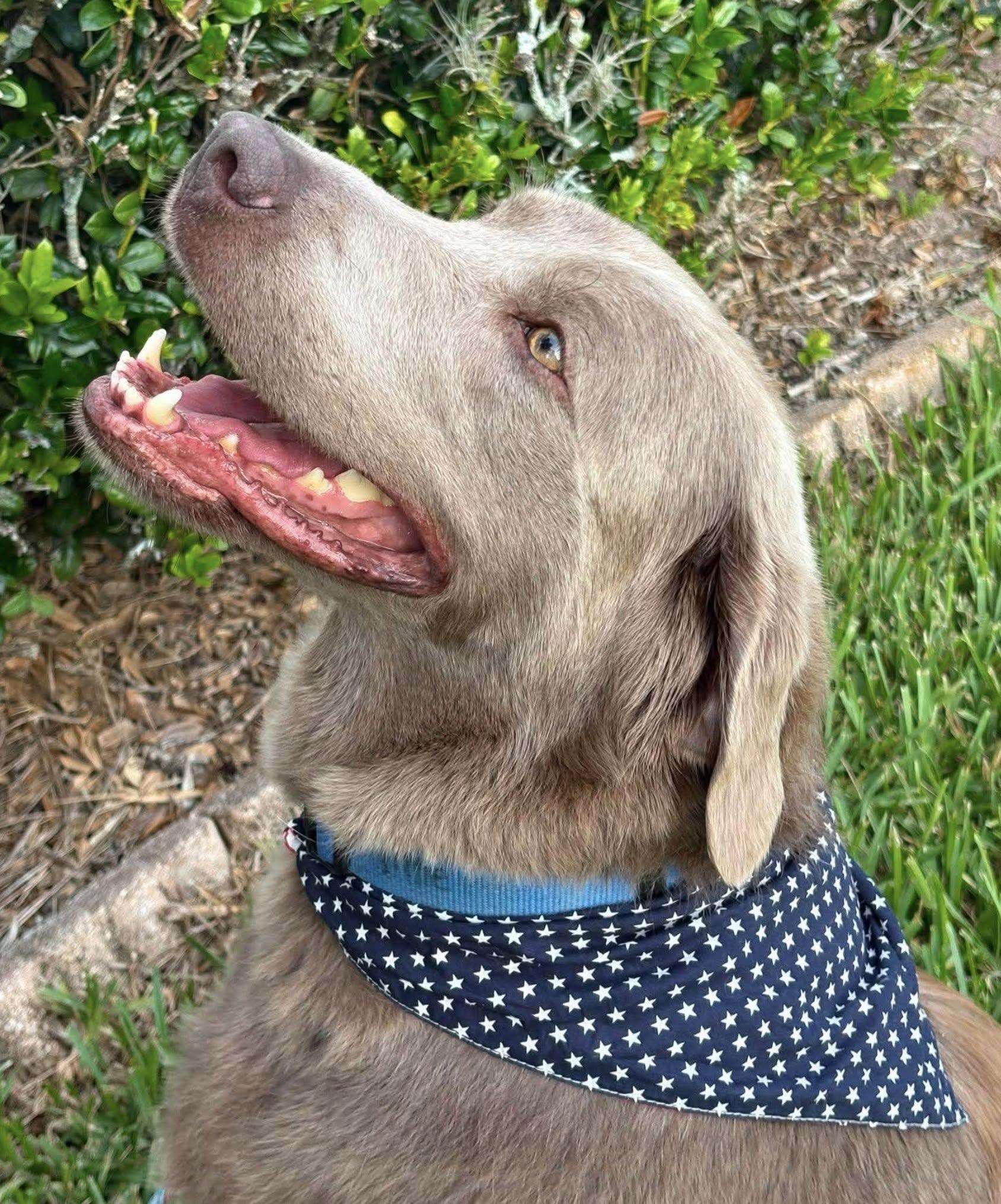 Tillie, adopted, Adult Female Labrador Retriever.