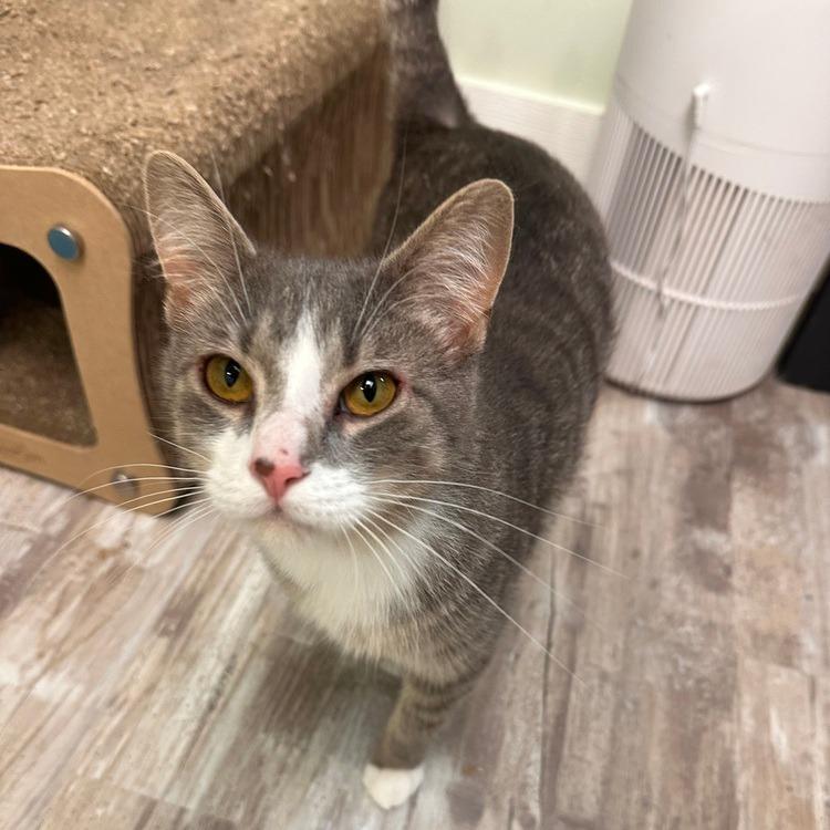 Enlarge Kevin, a Adoptable Domestic Short Hair in Greensburg, PA image 1/1