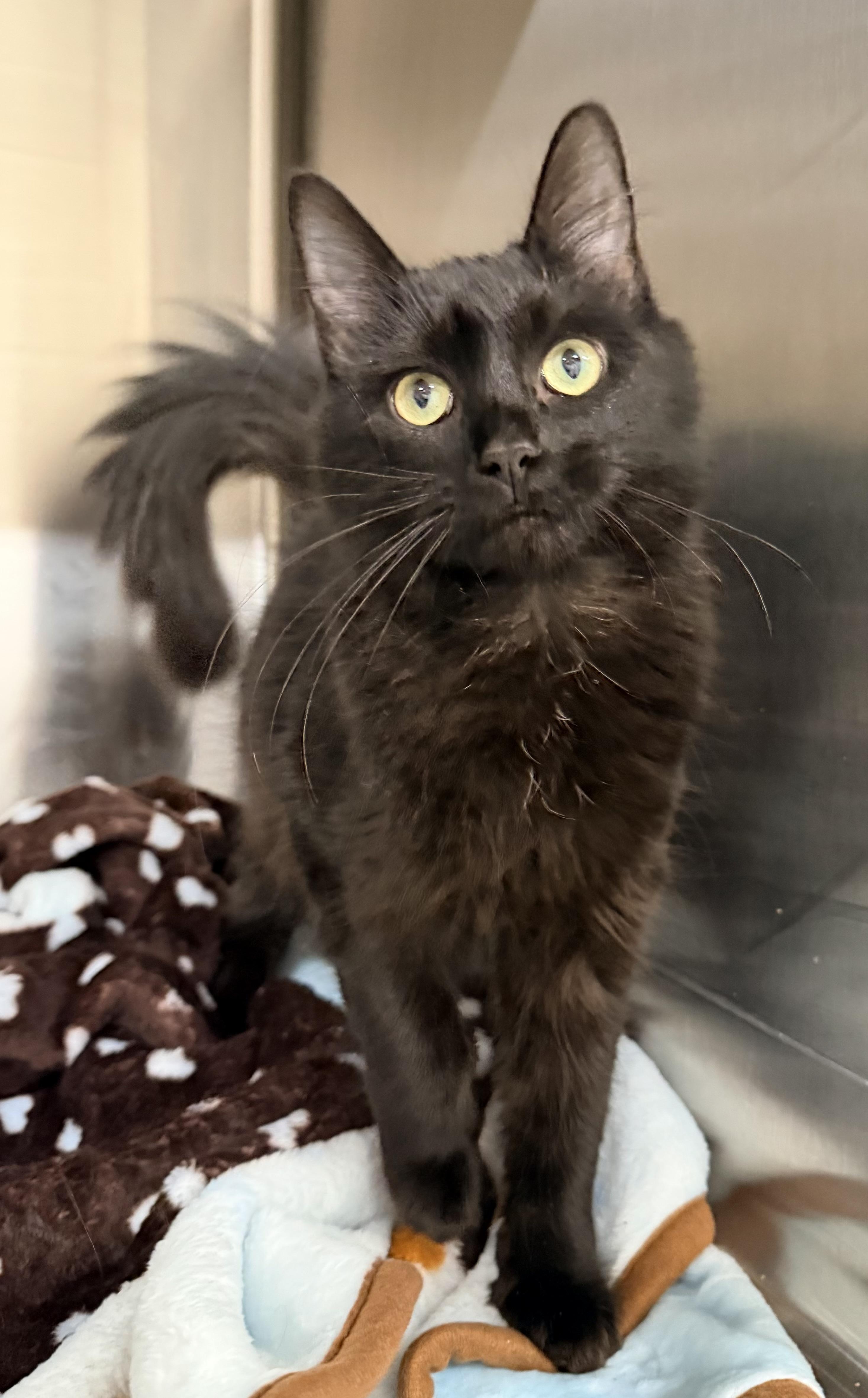 Shadow, adopted, Young Female Domestic Medium Hair.