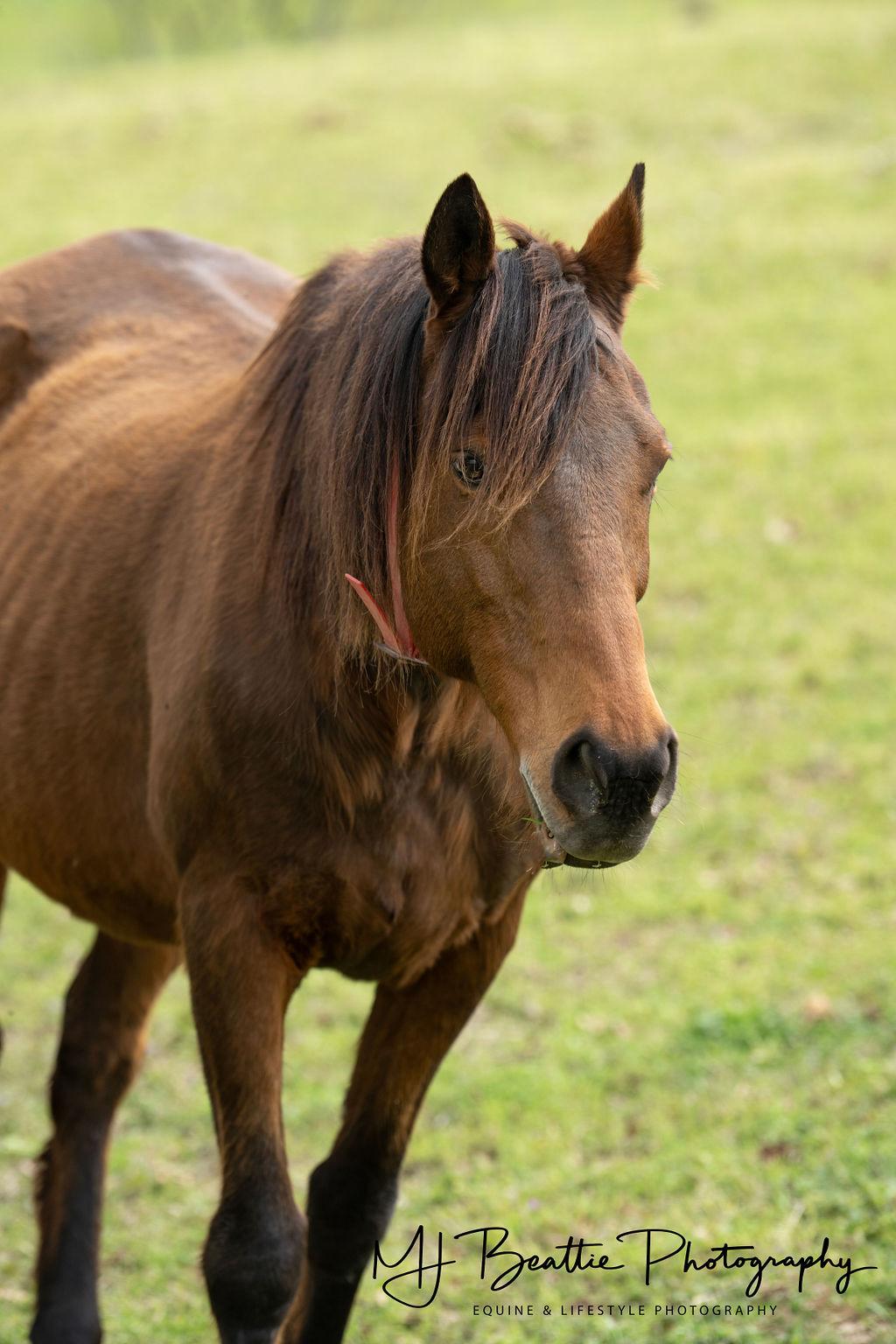 Enlarge Tess, an adoptable Grade in Aiken, SC image 1/1