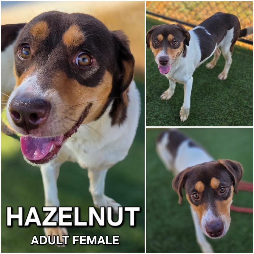 7644 Hazelnut, Adoptable, Puppy Female Australian Shepherd & Hound.