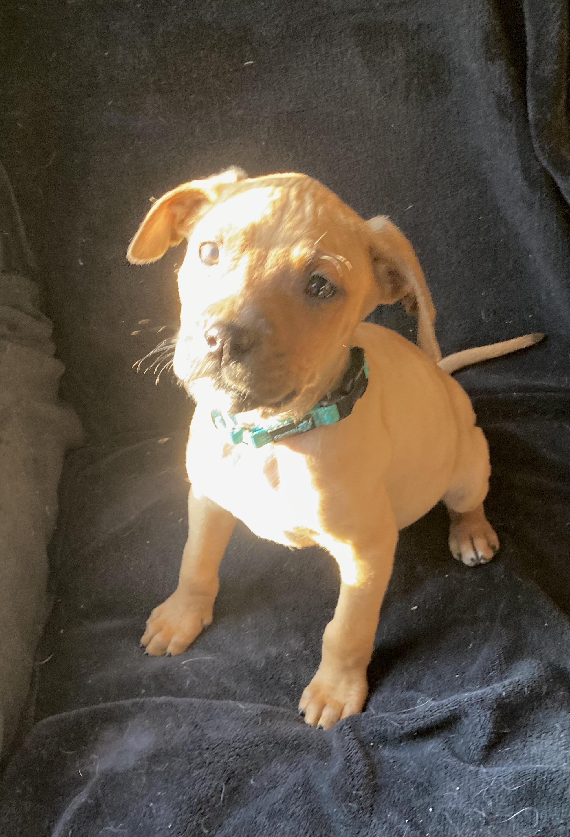 Cooper, a ADOPTABLE mixed breed in Kannapolis, NC image 5/5