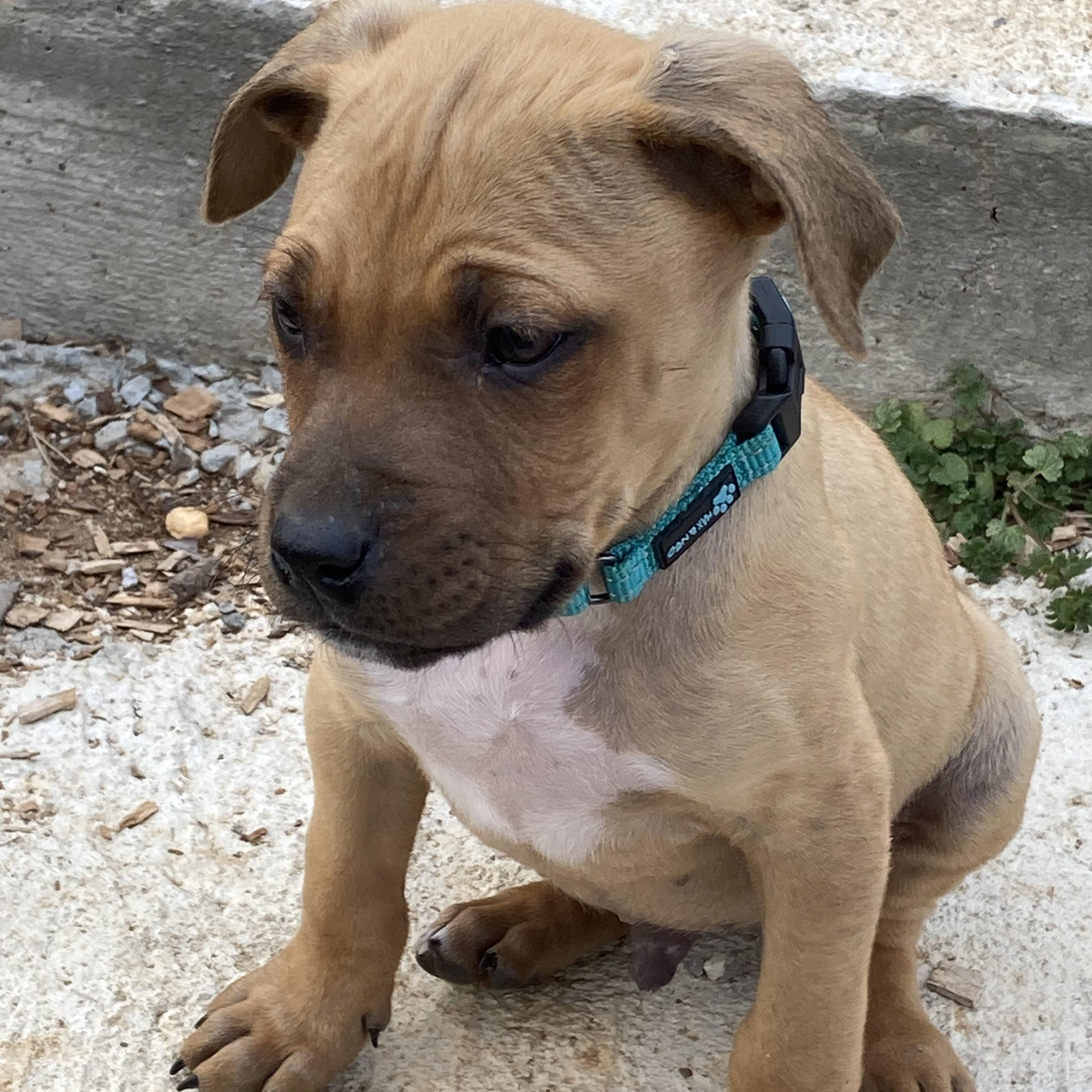 Cooper, a ADOPTABLE mixed breed in Kannapolis, NC image 3/5
