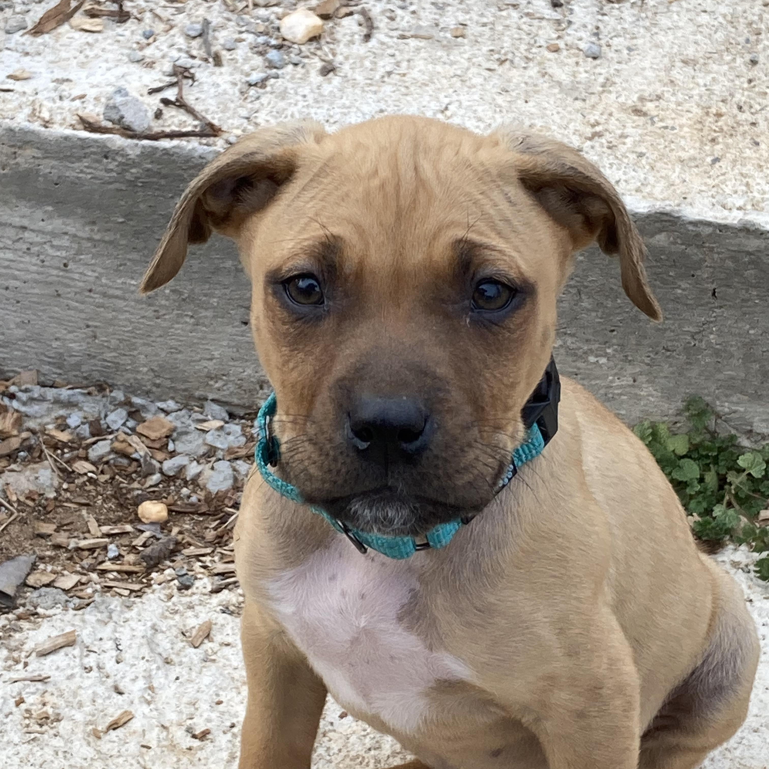 Cooper, a ADOPTABLE mixed breed in Kannapolis, NC image 4/5