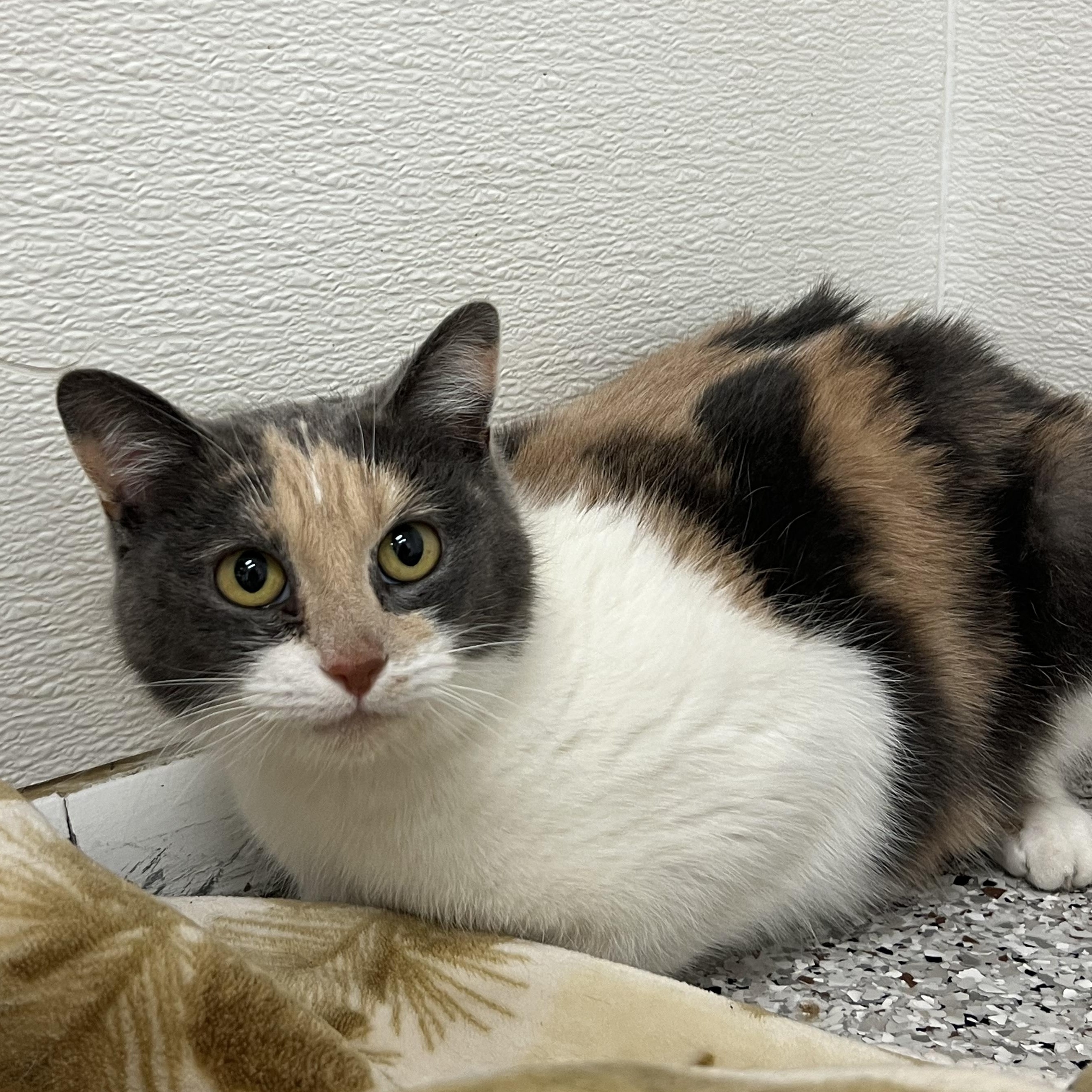 Chloe, adopted, Adult Female Domestic Short Hair.