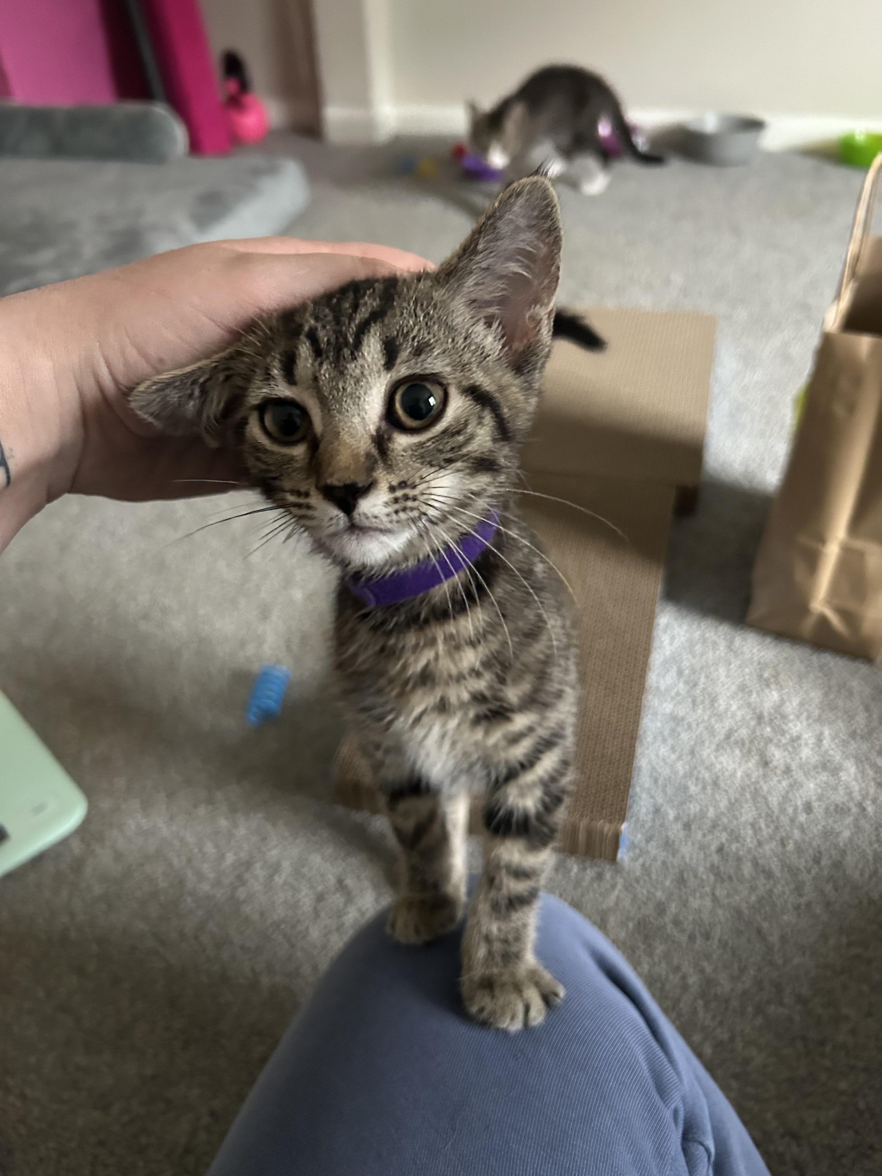 Enlarge Raspberry, a ADOPTABLE Domestic Short Hair in Columbus, OH image 3/6