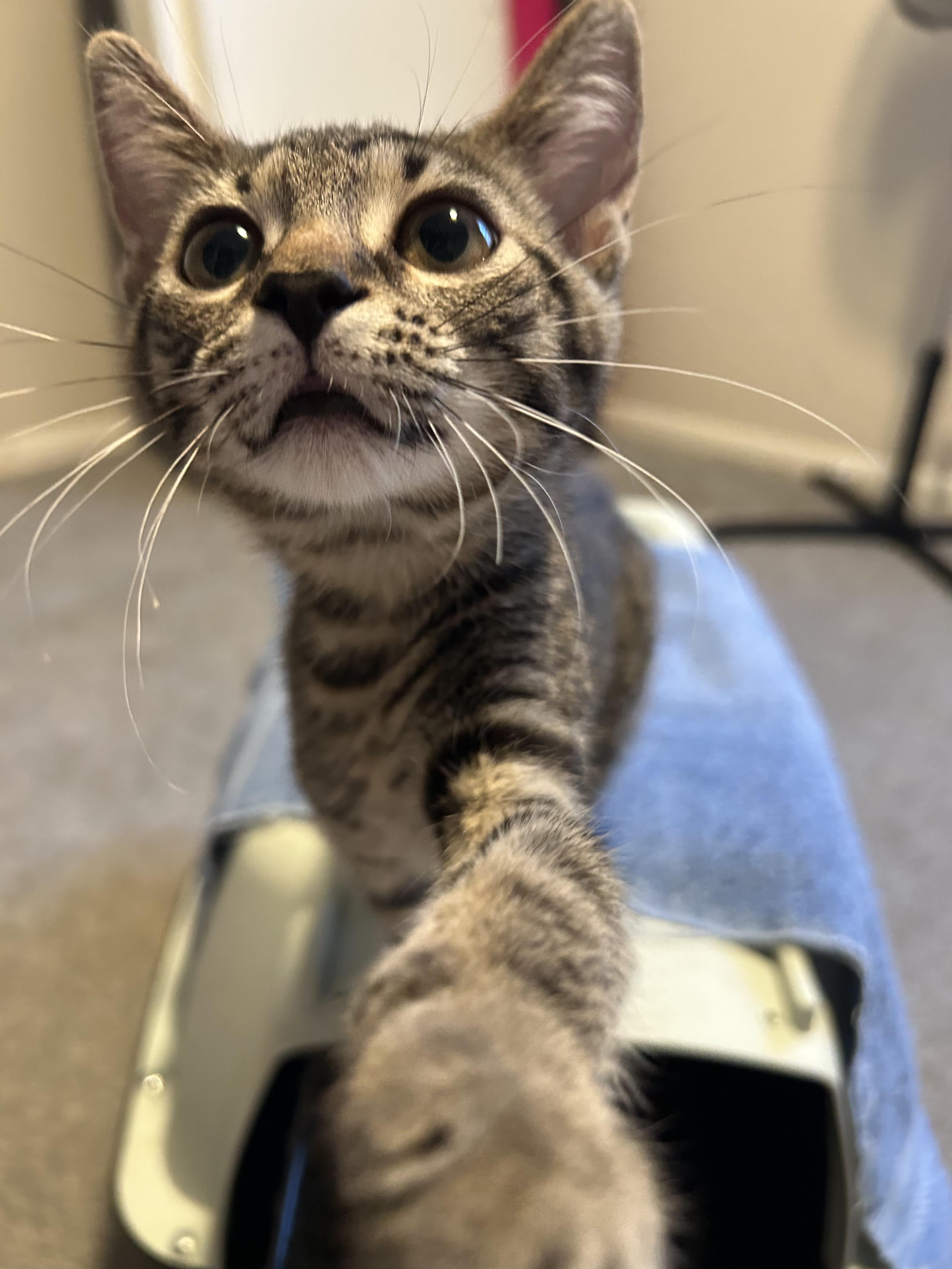 Enlarge Raspberry, a ADOPTABLE Domestic Short Hair in Columbus, OH image 2/6