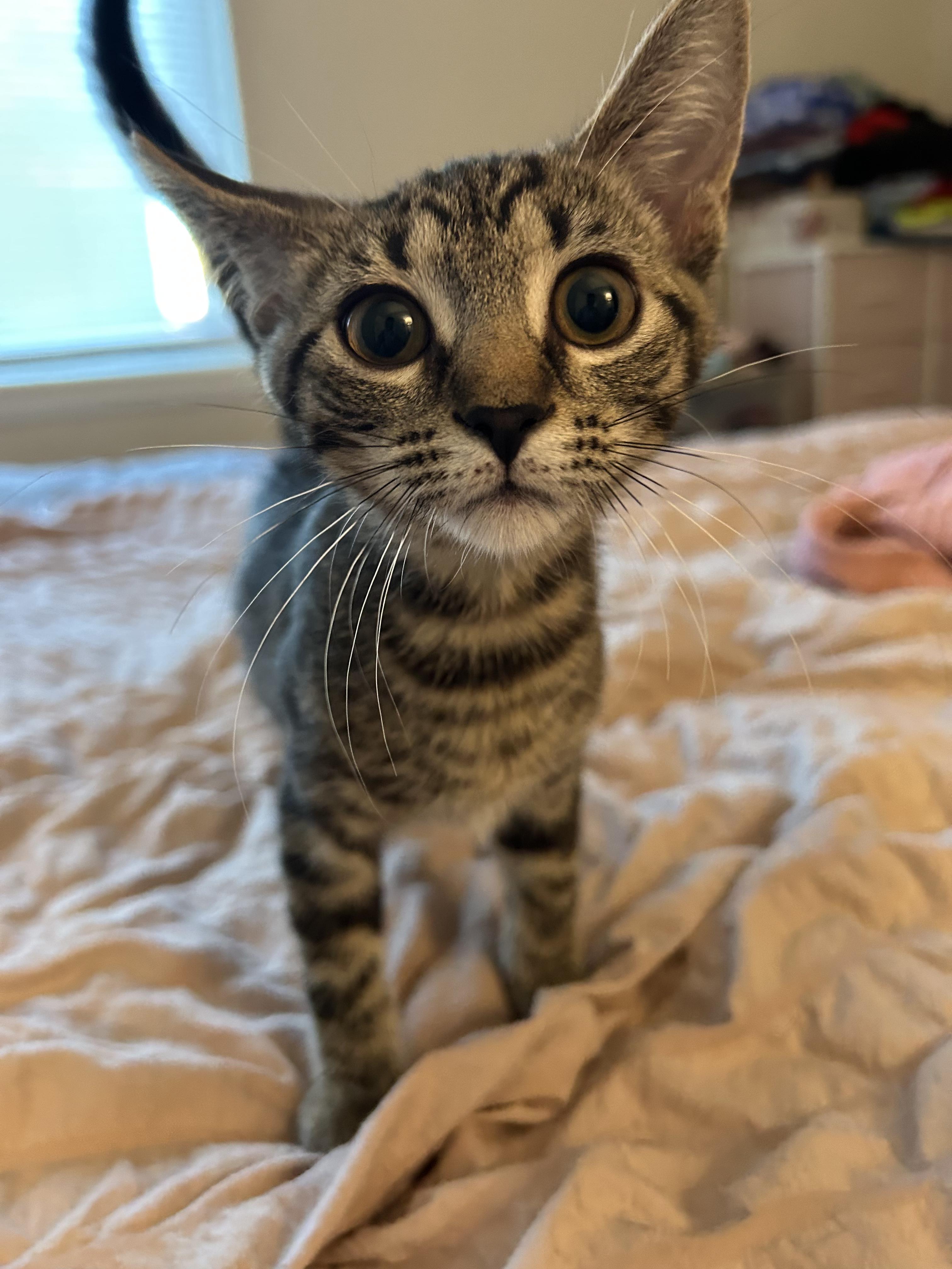 Raspberry, ADOPTABLE, Kitten Female Domestic Short Hair.