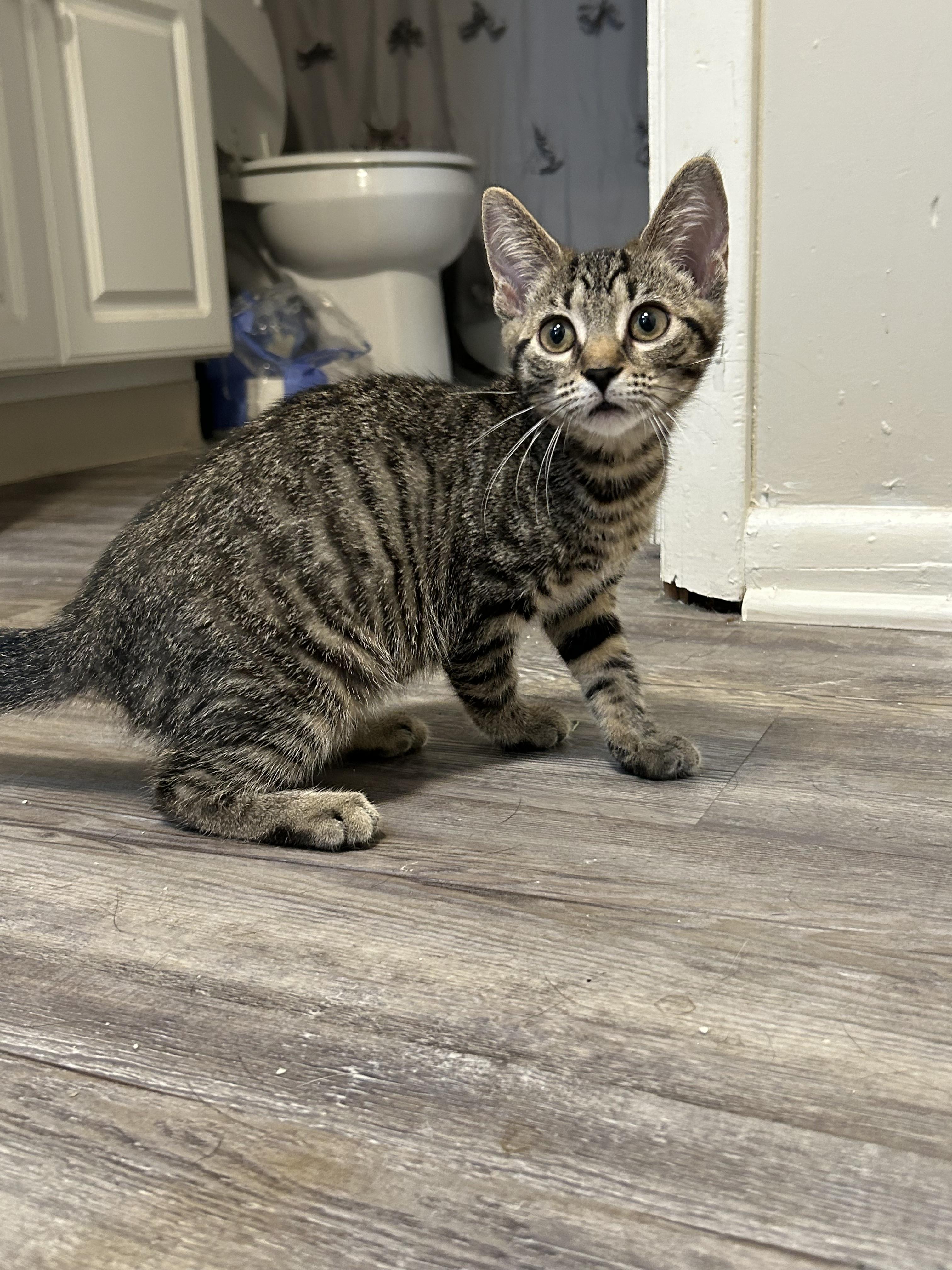 Enlarge Raspberry, a ADOPTABLE Domestic Short Hair in Columbus, OH image 6/6