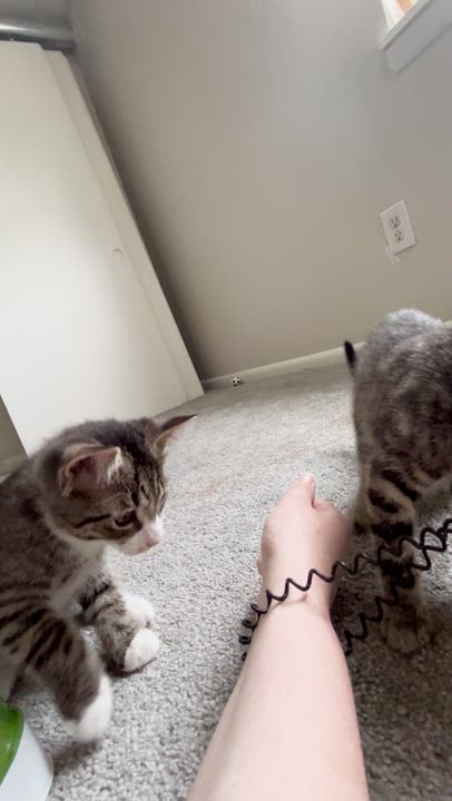 Enlarge Raspberry, a ADOPTABLE Domestic Short Hair in Columbus, OH video 4/6