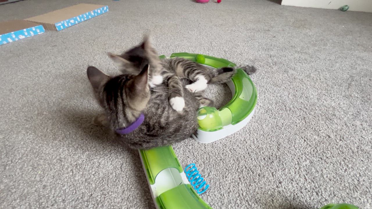 Enlarge Raspberry, a ADOPTABLE Domestic Short Hair in Columbus, OH video 5/6