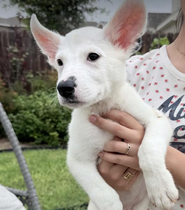 Muffin, ADOPTABLE, Puppy Male Great Pyrenees & Chihuahua.