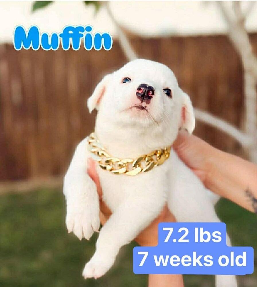 Enlarge Muffin, a ADOPTABLE mixed breed in Commerce City, CO image 2/2