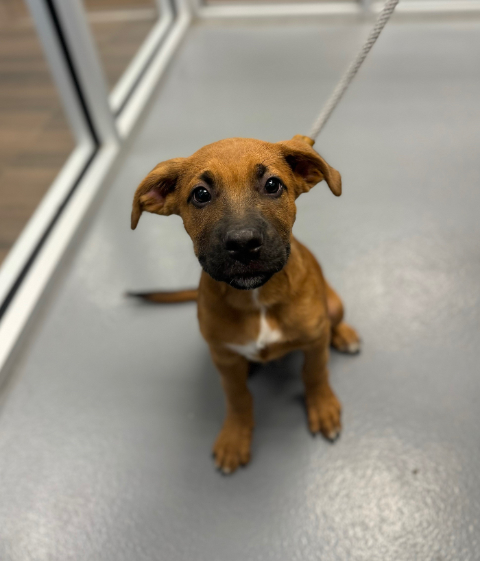 Dog for adoption Jax, a Shepherd Mix in Hilton Head Island, SC