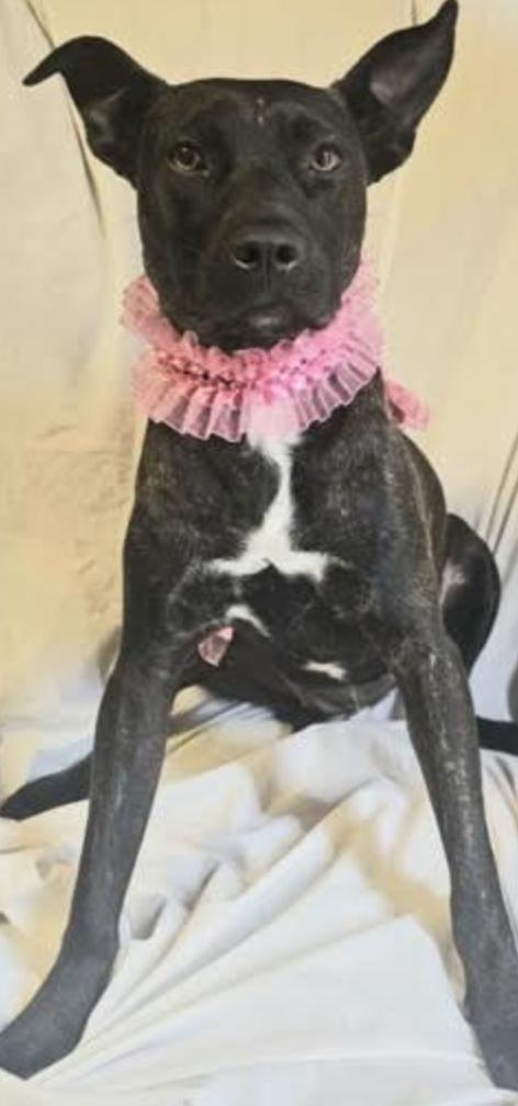 Suzi, a Adoptable mixed breed in Woburn, MA image 2/6