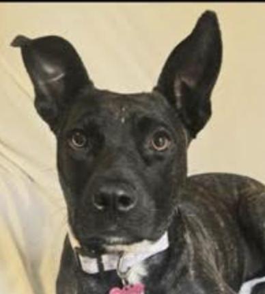 Suzi, a Adoptable mixed breed in Woburn, MA image 4/6