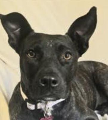 Suzi, a Adoptable mixed breed in Woburn, MA image 1/6