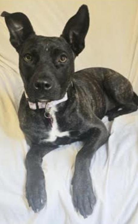 Suzi, a Adoptable mixed breed in Woburn, MA image 3/6