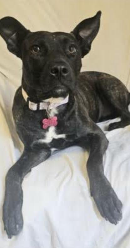 Suzi, a Adoptable mixed breed in Woburn, MA image 6/6