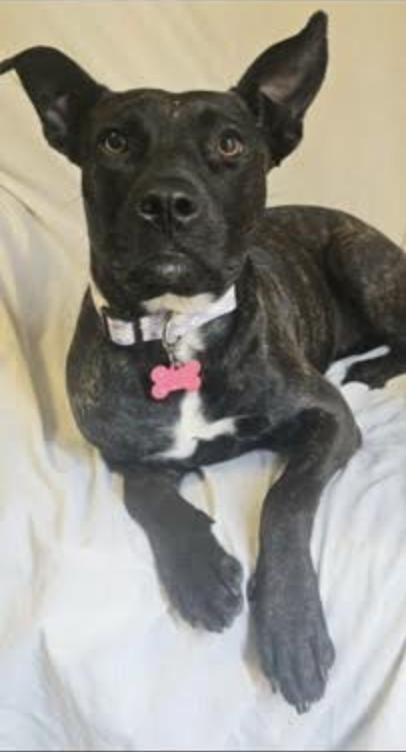 Suzi, a Adoptable mixed breed in Woburn, MA image 5/6